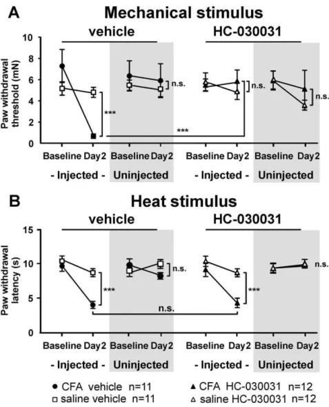 Figure 1. CFA-induced inflammation increases suprathreshold mechanical responses in C fibers