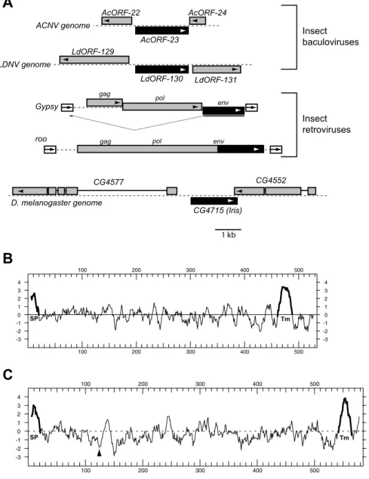 Figure 1. CG4715 Homologs
