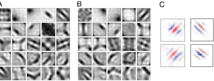 Figure 4 shows the response of the SFA units as a function of spatial frequency (radial direction) and orientation (azimut) of the input gratings (averaged over phase)