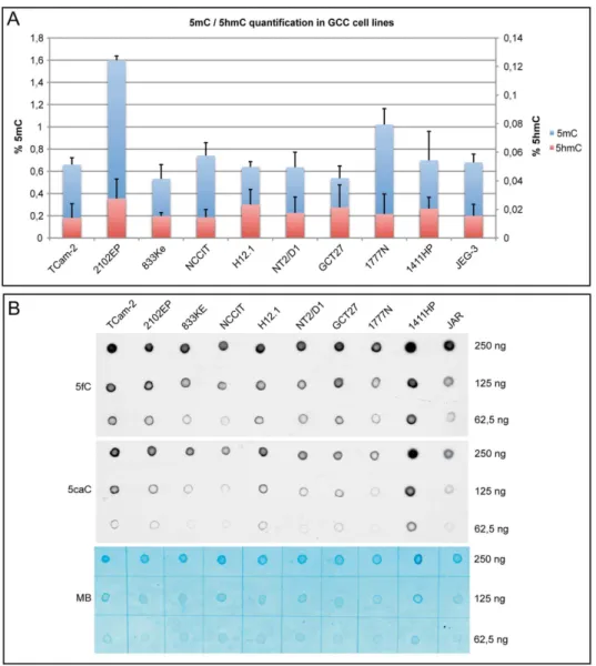 Figure 2. Analyses of cytosine modifications in GCC cell lines. A) Absolute quantification of 5mC and 5hmC levels in GCC cell lines (TCam-2 = seminoma; 2102EP, 833K3, NCCIT, H12.1, NT2/D1, GCT27, 1777N, 1411HP = EC; JEG-3 = choriocarcinoma)