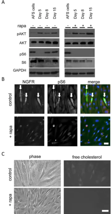 Figure 4. Rapamycin treatment down-regulates Schwann cell marker expression in differentiated human AFS cells and in sciatic nerves from juvenile mice