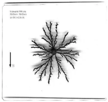 Fig. 1. Branched cluster, increased on rectangular support. 