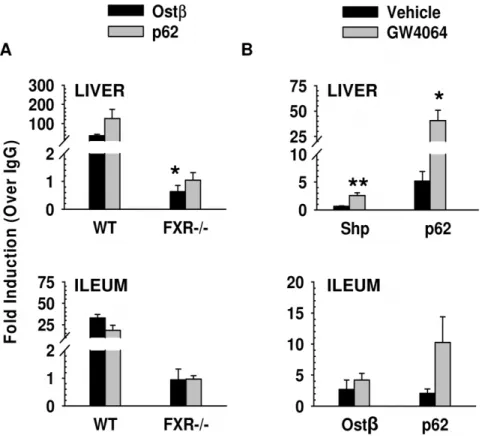 Figure 2. ChIP-qPCR results to confirm FXR binding to Sqstm1 /p62 in liver and ileum. 10 to 12-week old FXR 2 / 2 and WT mice were fasted overnight and then given a one-time treatment of vehicle or GW4064 (75 mg/kg) for four hours (liver) or two hours (ile