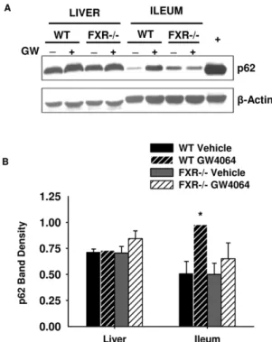 Figure 6. p62 mRNA expression in VP-FXR transgenic mouse liver (A) and ileum (B). Expression of Sqstm1/p62 mRNA was determined in VP-FXR transgenic mouse livers and ileums
