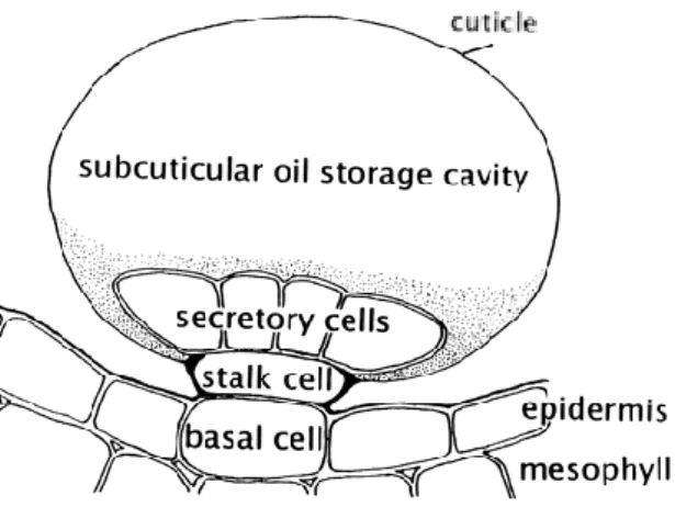 Figure  1.1.2.1  –  Schematic  diagram  of  a  glandular  trichome  illustrating  the  placement  of  this  epidermal structures and the relationship of the disc of secretory cells to the stalk, basal cells and  to the subcuticular storage space (Turner et