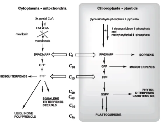 Figure 1.1.3.2 – The two different terpenoid classes in the mitochondria and plastids , respectively  (from Baser &amp; Demirci 2007)