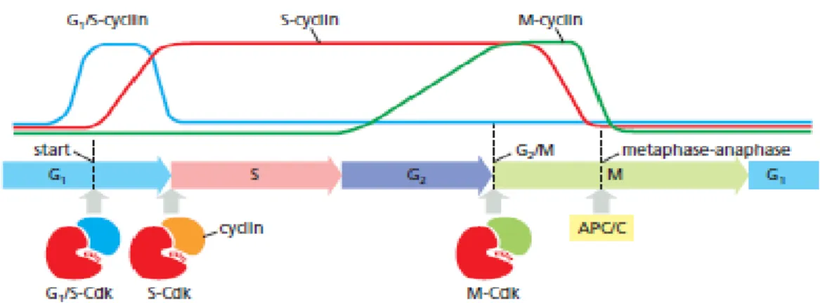 Figure 1.3.1.1 - Cyclin–CDK complexes of the cell-cycle control system. The concentrations of the  three  major  cyclin  types  oscillate  during  the  cell  cycle,  while  the  concentrations  of  CDKs  (not  shown) do not change and exceed cyclin amounts