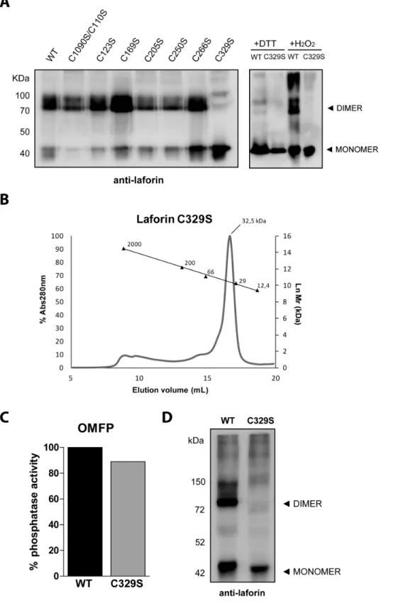 Figure 3. Laforin-C329S is monomeric. (A) In vitro dimerization assay. Recombinant proteins expressed in bacteria were purified and subjected to non-reducing, non-denaturing electrophoresis and were immunodetected using anti-laforin antibody