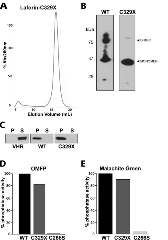 Figure 4. Laforin-C329X does not dimerize, but maintains activity. (A) Laforin-C329X exclusion chromatography chromatogram.