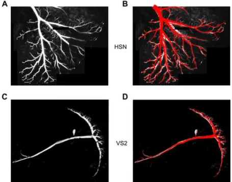 Figure 4. Model-based reconstruction of neuronal branching from 3D two-photon image stacks