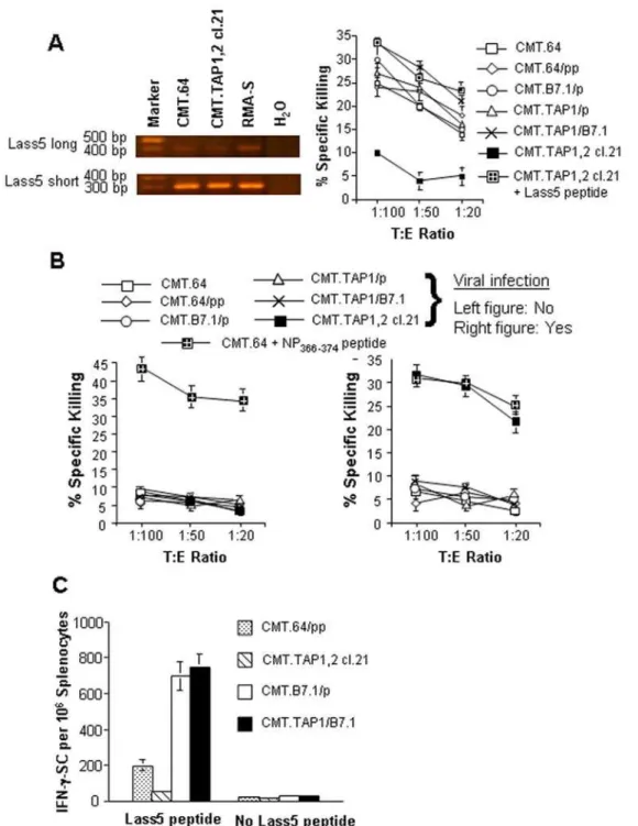 Figure 4. TAP-deficient tumor cells present TAP-independent antigen for T cell priming