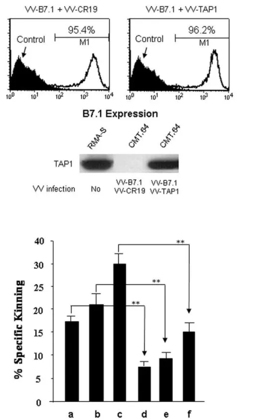 Figure 5. Influence of TAP-independent tumor antigen presentation in virally infected TAP-deficient tumor cells