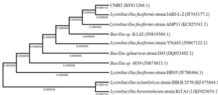 Figure 2 Dendogram showing phylogenetic relationship of the strain CMH1 with  other close homologs; the horizontal bars represent the branch length; similarity  and  homology  of  the  neighbouring  sequences  are  indicated  by  the  bootstrap  values