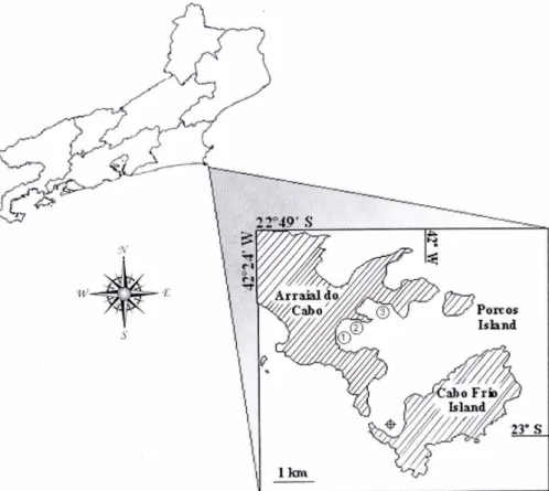 Fig. 1. Rio de Janeiro state and the Anjos Bay in Arraial do Cabo. 1 is a point of episodic sewage discharges; 2 a small harbor and 3 has a small long-lines mussel farm