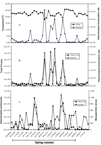 Fig. 4. Heterotrophic/Autotrophic ratio. In (a) it is plotted against temperature, in (b) it is plotted with total virus enumeration (V-1 + V-2) and in (c) the abundance of heterotrophic prokaryotes against the total of meroplankton larvae.