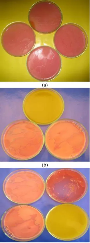 Figure 5. Bacterial cultivation results for Bacillus cereus obtained from three studied regions in different  dilution, a