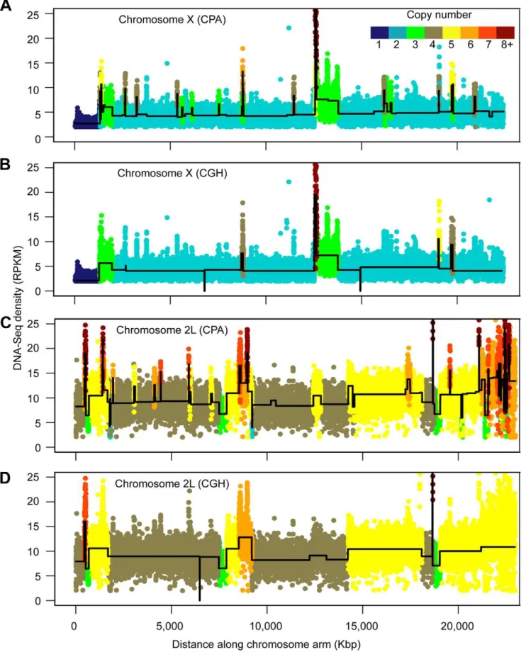 Figure 1. S2 cell DNA copy number. (A–D) DNA density and copy number profiles of the X chromosome (A, B) and chromosome 2L (C, D), showing copy number of aneuploidy segments along chromosome length