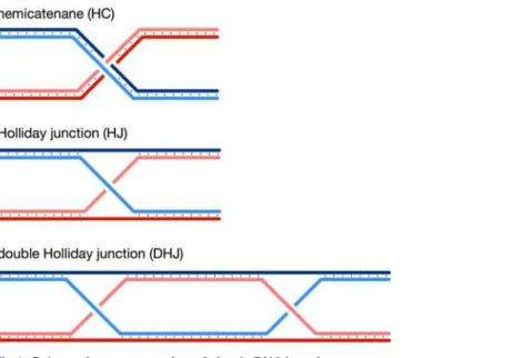 Fig 1. Schematic representation of simple DNA junctions.