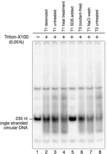 Fig 3. Effect of Triton X-100 on the migration of single stranded DNA in polyacrylamide gels