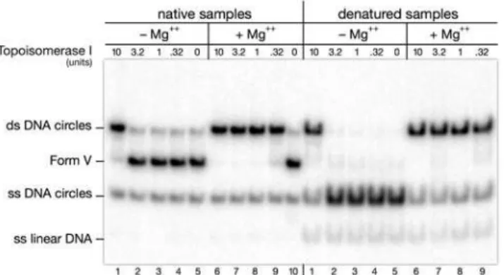 Fig 4. Annealing of complementary single stranded circles ("Form V" DNA) by wheat germ