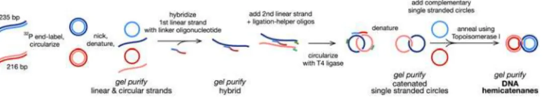 Fig. 6 shows the application of this strategy in practice, taking into account all experimental technical details described in Materials and Methods