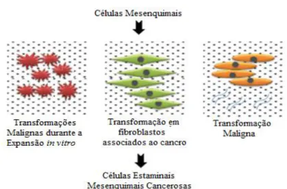 Figura 3: Quadro-resumo relativo à transformação maligna  das MSCs [Adaptado de Wong, 2011]