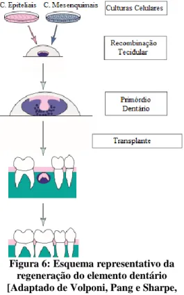 Figura 6: Esquema representativo da  regeneração do elemento dentário  [Adaptado de Volponi, Pang e Sharpe, 
