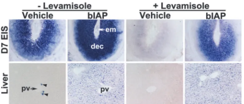 Fig 6. Accumulation of bIAP isozyme in the decidua following its systemic injection. Alkaline phosphatase (AP) histochemical staining in sections from the liver and embryo implantation site (EIS) from either vehicle or bIAP-treated day 7 pregnant mice