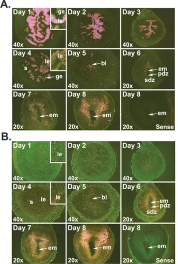 Fig 1. Localization of Cd14 (A) and Tlr4 (B) mRNAs in the early pregnant uterus. Uterine horns or implantation sites were collected from gestational days 1 to 8 for mRNA localization by in situ hybridization.
