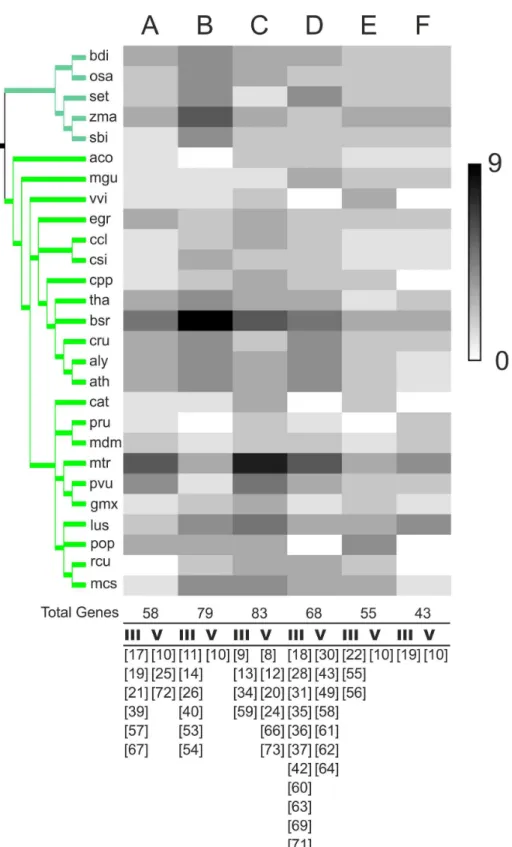 Figure 8.  Distribution of BTLs from embryophites in six groups.  Heat map representation of the number of BTLs from the 29 species in each one of the six groups by a gray scale