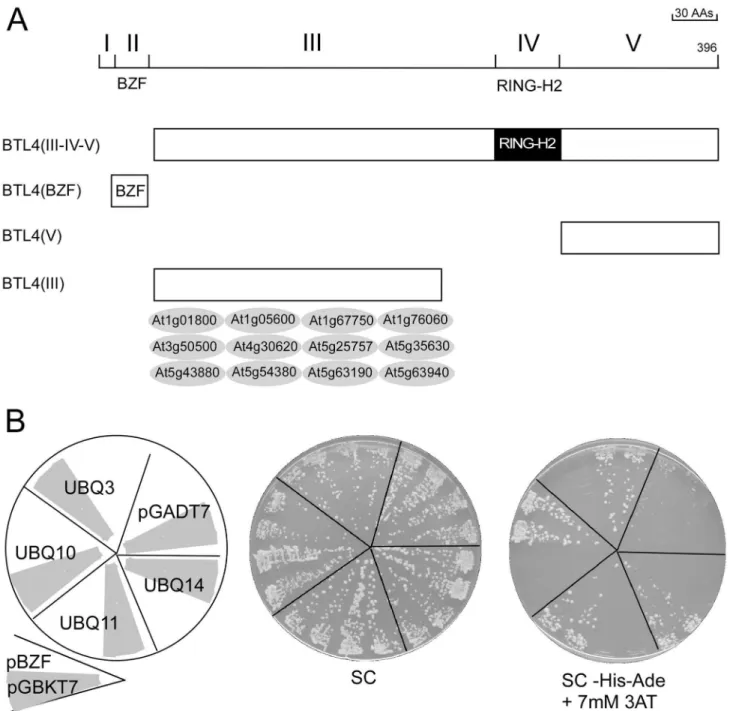 Figure 9.  Protein–protein interaction domains in BTLs.  (A) The upper diagram depicts the modular organization of ath|BTL4 based on sequence LOGOs
