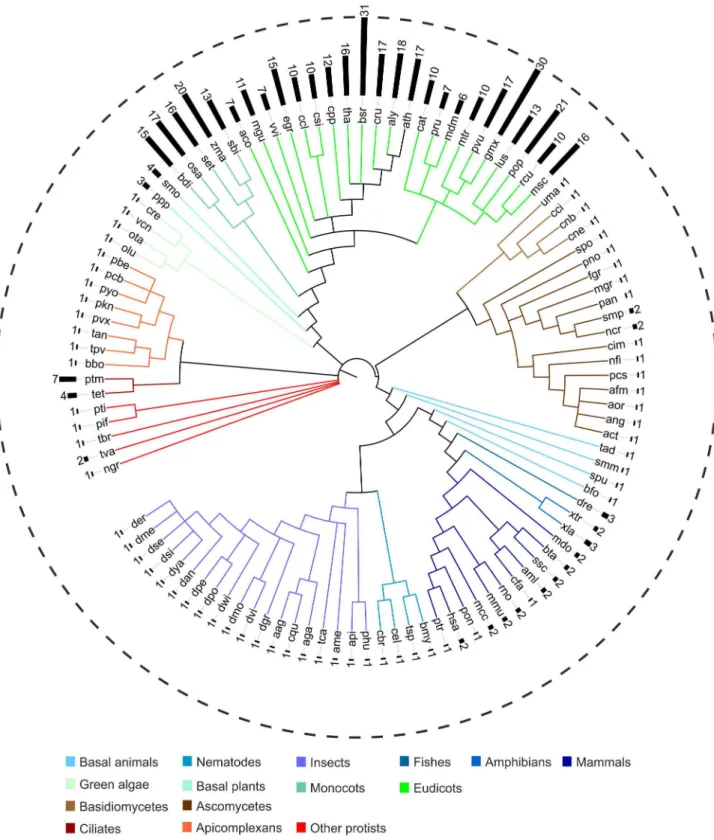 Figure  2.    Number  of  retrieved  Rabring7/BCA2/BTLs  in  eukaryotes.    The  phylogenetic  relationship  between  thirty-three viridiplantae, forty-one animal, eighteen fungal, and fifteen protist genomes is displayed in a circle