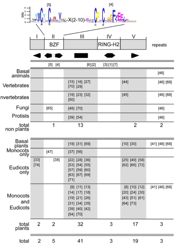 Figure 5.   Sequence LOGOs mapped to Rabring7/BCA2/BTLs regions.  Below the canonical Rabring7/BCA2/BTLs diagram, geometric  figures  represent  the  five  modules  and  the  sequence  LOGOs  mapped  to  each  region  for  major  groups  of  organisms.
