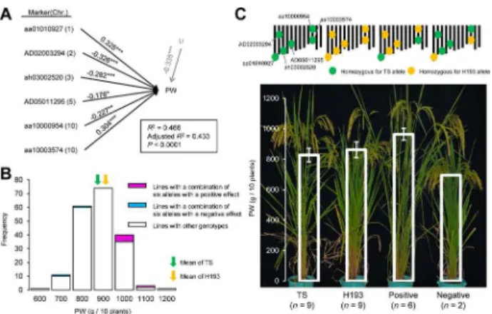 Fig 5. Effect of QTL-based selection on plant weight in the F 6 progeny. (A) Genotypes of parental varieties and selected lines