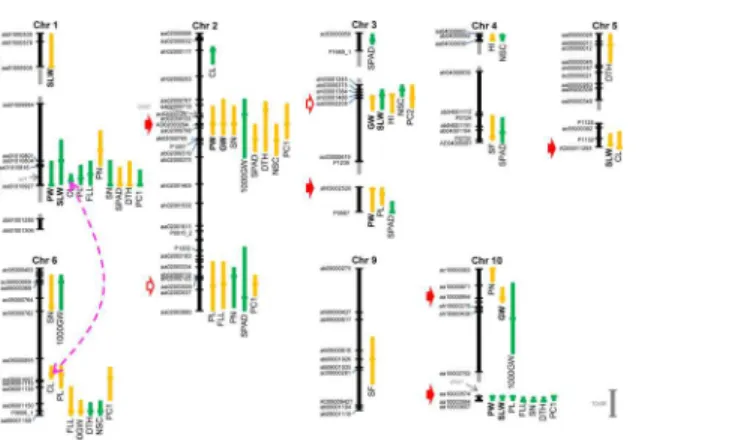 Fig 3. Locations of QTLs for biomass-related traits quantified in this study. Vertical bars to the right of the linkage map of each chromosome denote one-LOD confidence intervals; horizontal bars denote the position of the LOD peak at each QTL