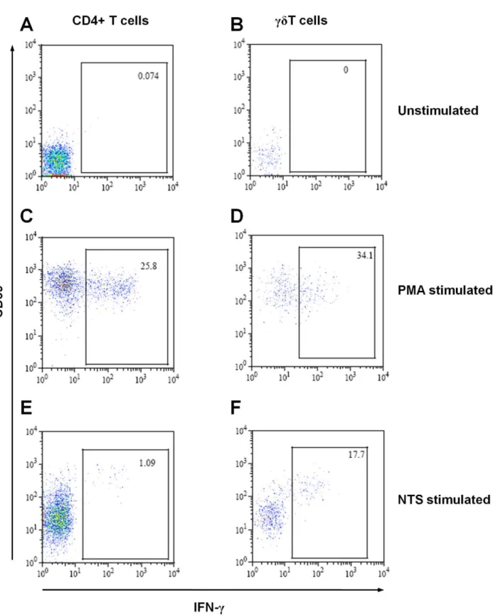 Figure 1. Detection of IFNc-producing lymphocytes by flow cytometry following stimulation with Salmonella 