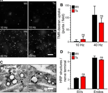 Fig 5. Ts65Dn trisomy has no effect on ADBE. A,B) Wild-type (Wt) and trisomic (Ts) CGNs were challenged with trains of action potentials (either 10 Hz 20 s or 40 Hz 10 s) in the presence of 50 μM  TMR-dextran