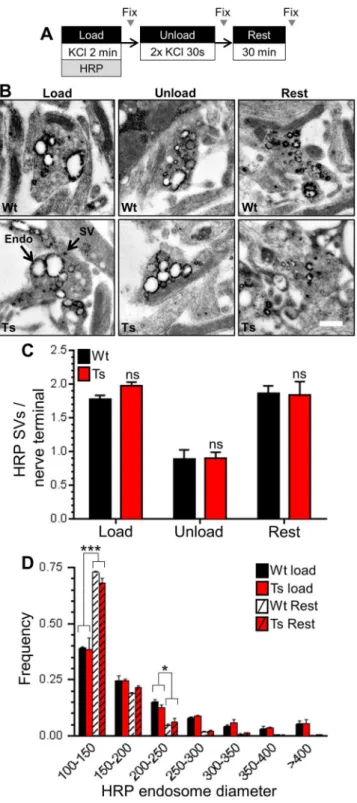 Fig 6. Ts65Dn trisomy has no effect on SV generation from bulk endosomes. A) Wild-type (Wt) and trisomic (Ts) CGNs were stimulation with 50 mM KCl for 2 min in the presence of 10 mg/ml HRP