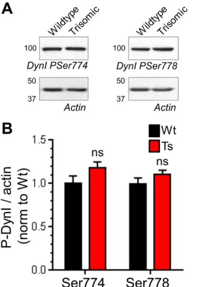 Fig 3. Ts65Dn trisomy has no effect on basal phosphorylation of dynamin I. Wild-type (Wt) and trisomic (Ts) CGNs were lysed and the phosphorylation status of either Ser774 (PSer774) or Ser778 (PSer778) on dynamin I (DynI) was monitored by western blotting 