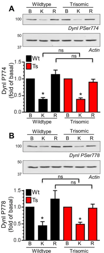Fig 4. Ts65Dn trisomy has no effect on activity-dependent phosphorylation of dynamin I