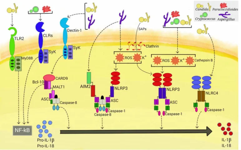 Fig 1. Activation of inflammasomes by fungal pathogens. Four inflammasome complexes are activated when engaged by systemic fungal pathogens.