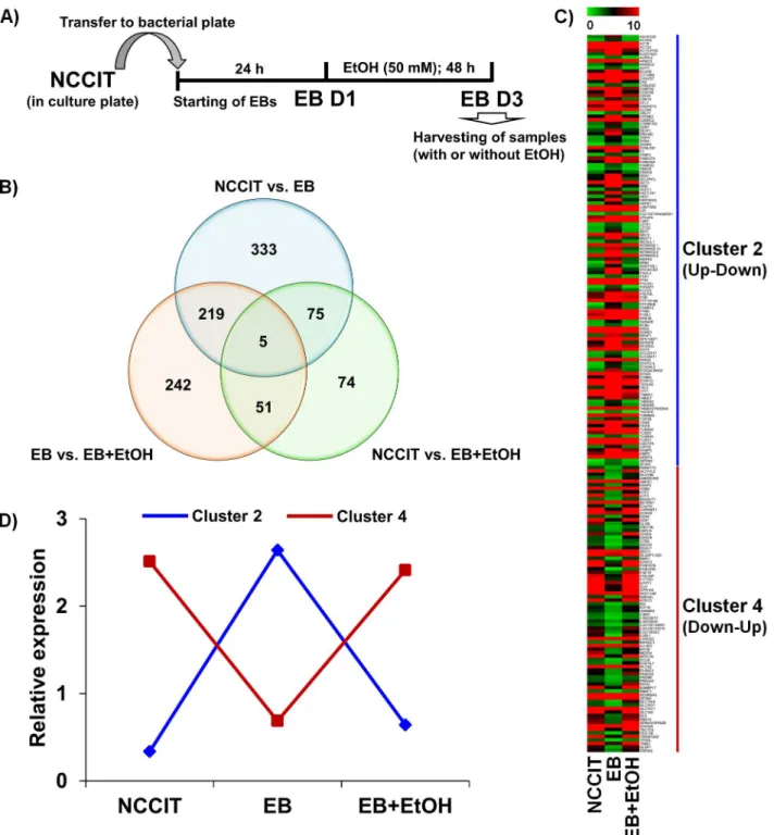 Fig 1. Functional annotation of differential gene expression. A) Graphical experimental scheme for differentiation/treatment protocol