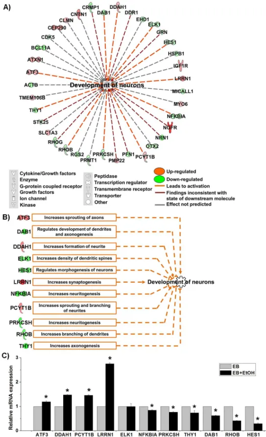 Fig 3. Activation of the neuronal development process by ethanol. A) Network for the category
