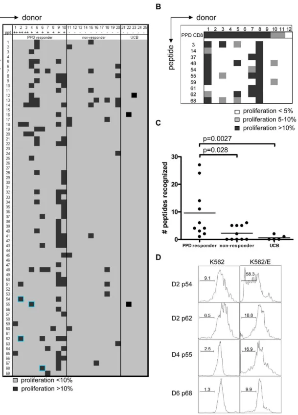 Figure 2. PPD responders and BCG vaccinated infants recognize predicted HLA-E binding peptides derived from Mtb