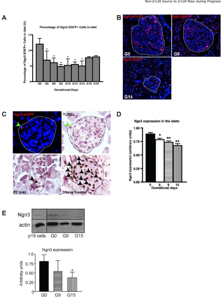 Figure 3. Ngn3-positive cells in pancreatic islets during pregnancy. A) Percentage of cells in the pancreatic islets of Ngn3:EGFP mice stained positive for EGFP (therefore expressing Ngn3, these cells will be denoted as Ngn3-EGFP + in all images) but negat