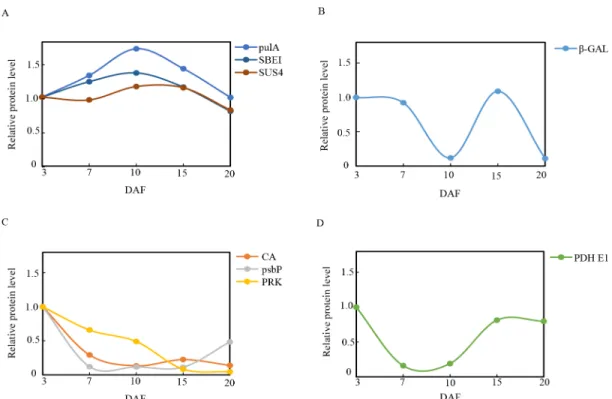 Fig 10. Relative expression patterns of C-metabolism proteins during grain development