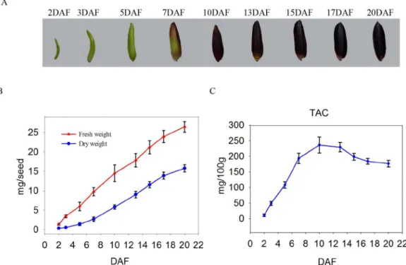 Fig 1. Development of black rice seed. (A) The 9 stages of seed development. (B) Changes in the fresh and dry weights of developing seeds