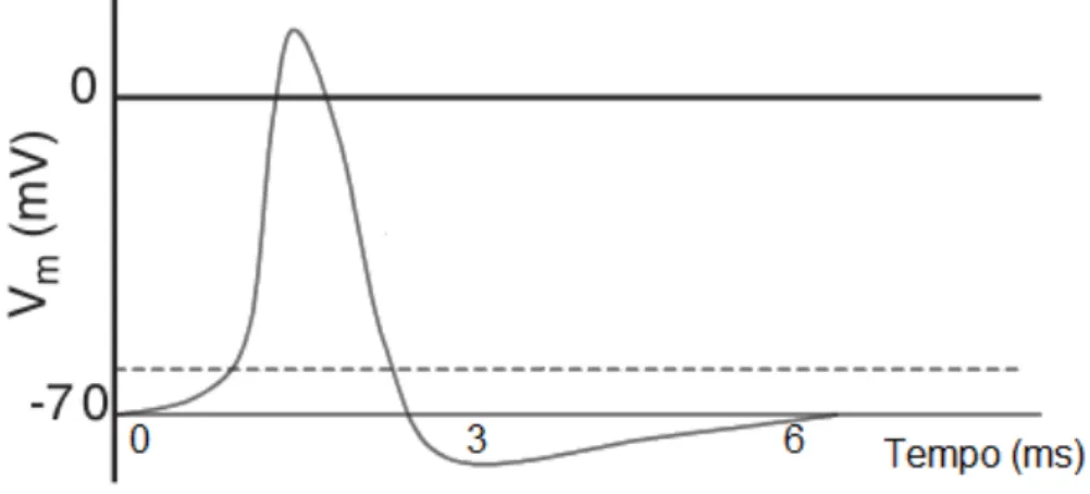Figura 2.2. Modelo do potencial de a¸ c˜ ao da c´ elula nervosa. Adaptado de [23].