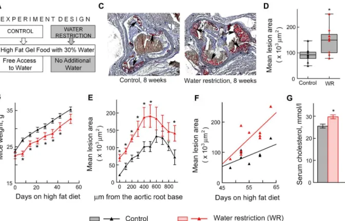 Fig 4. Water restriction accelerates atherosclerosis in ApoE -/- mice. Mice were water restricted starting at 6 weeks of age for 7 – 9 weeks and atherosclerosis was analyzed in aortic root as described in methods
