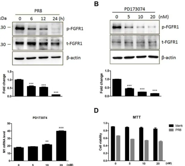 Fig 5. Repression of FGFR1 phosphorylation by the PD173074 inhibitor enhanced influenza A/PR8virus replication